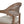 Americana - Mid-Century Modern Cane Back Dining Chair Textured Weave - Taupe Beige