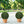 18.5In Dark Artificial Topiary Balls