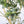 8.2FT Artificial Olive Tree With Big Decorative