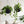 Self Watering Hanging Planter