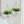 Self Watering Hanging Planter