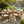 7 Pieces Acacia Wood Outdoor Dining Set with Cream Cushions