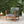 Acacia Wood Outdoor Club Chair with Handwoven Rope Accents