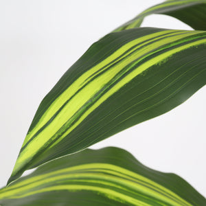5' Artificial Dracaena Tree
