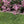 Suncast Quick Edge 35 Inch Single Strip Resin Lawn Edging, Flagstone (2 Pack)
