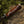 Crucifier Original Bowie Knife with Exotic Rosewood Handle