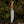 Crucifier Original Bowie Knife with Exotic Rosewood Handle - TRAPSKI