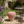 Strawberry Fruit Stool, 13.4