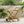 Riviera Bar Cart Natural Stained Acacia Wood Mobile Bar Cart
