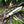 D2 Gut Hook Hunting Knife Ram Horn Handle