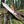 D2 Gut Hook Hunting Knife Ram Horn Handle