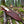 D2 Gut Hook Hunting Knife Ram Horn Handle