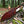 D2 Gut Hook Hunting Knife Ram Horn Handle
