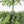 5FT Artificial Real Touch Norfolk Pine Tree - Potted Plants