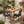 5-Piece Outdoor Dining Set, Acacia Wood Rectangular Patio Table & 4 PE Rattan Iron Frame Dining Chairs