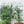 2 Pack Metal Garden Trellis 86.7