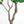 6FT Artificial Fiddle Leaf Fig Tree With Decorative Pot
