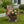 Sitting Owl with Tree Trunk Garden Planter