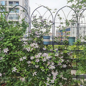 2 Pack Metal Garden Trellis 78.7" x 19.7"