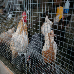Wire Mesh Fence Roll 60in x 50ft, 1/2in x 1/2in 19GA Galvanized Steel Poultry Netting