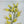 19.7x27.6 Botanical Wall Arts, Set of 2