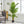 Artificial Palm Tree by House of Zazla
