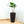 Tall Planters Set With Water Level Monitor And Auto Watering