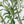 8FT Artificial Olive Tree with Decorative White Planter