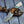 Damascus Gut Hook Hunting Knife Wood Resin Handle