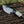 Gut Hook Skinning Knife – Big Game Hunting & Deer Processing Knife