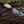 Gut Hook Skinning Knife – Big Game Hunting & Deer Processing Knife