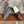 Damascus Steel Pocket Knife with Belt Clip Camel Bone Rose Wood Handle