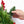24-Inch Pre-Lit Artificial Christmas Wreath