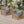 Outdoor Acacia Wood Club Wooden Armchair Set of 4