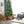 6.5FT Christmas Tree