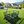 Wagon Cart Garden Cart