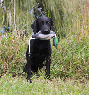 HuntEmUp Ultimate Mallard Training Bundle – Dead Fowl Mallard Dummy with Waterfowl Scent