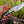 Draco Hunting Knife with Pakkawood Handle