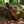 Crocodile Dundee Knife Replica | D2 Steel Blade | Black Micarta Handle