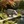 12.6'' Weather Resistant Hippopotamus Garden Statue