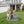 Sitting Akita Dog Planter Garden Decor