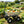 Folding Poly Garden Dump Truck with Steel Frame and Pneumatic Tires