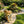 Realistic Leopard Garden Statue - 32