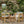 Set of 2 Outdoor Acacia Wood Dining Chairs with Cushions