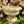 MGO Garden Planter