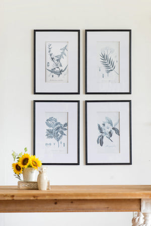 Verdura Botanica: Four-Print Houseplant Pencil Art Set