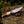 Elite Damascus Hunting Knife with Mother of Pearl & Rose Wood Handle - TRAPSKI
