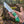 Engraved D2 Hunting Knife Brass Inlay Camel Bone