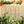 4 Pack Metal Garden Trellis