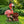 Outdoor Garden Sculpture Flamingo Flower Pot Planter